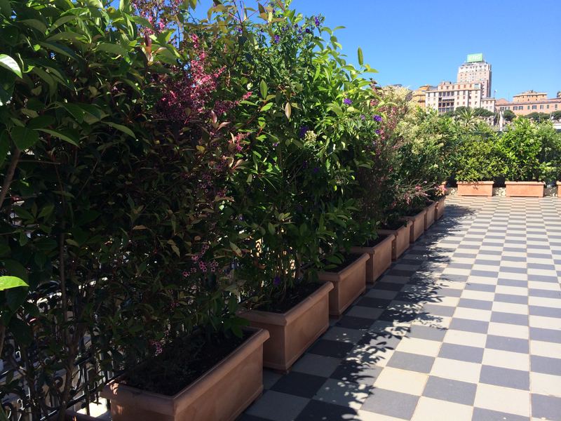 Terrazzo a Genova con abelia, clerodendro e ligustro in vaso — realizzazione Peirano Vivai