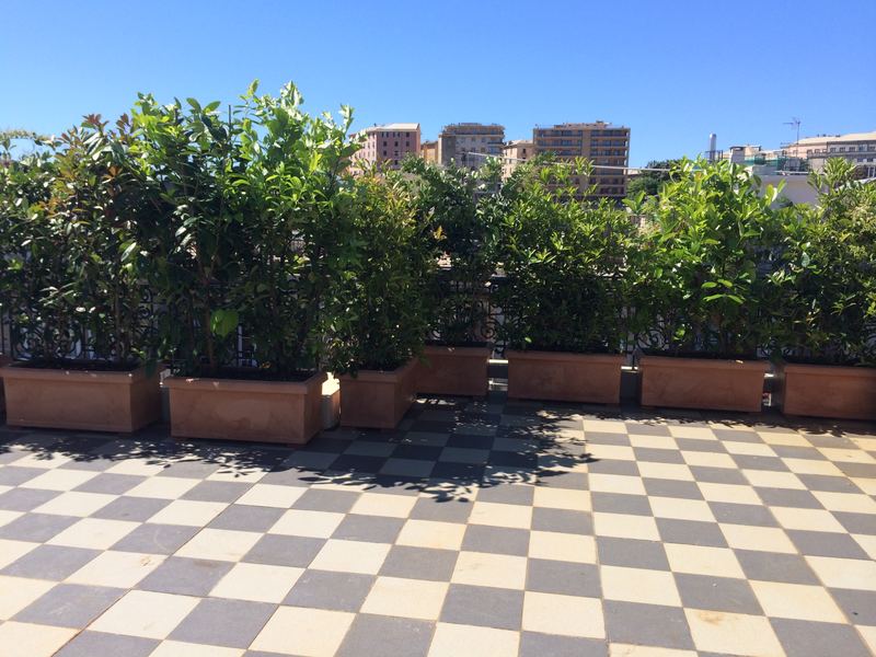 Terrazzo a Genova con photinia in vaso — realizzazione Peirano Vivai