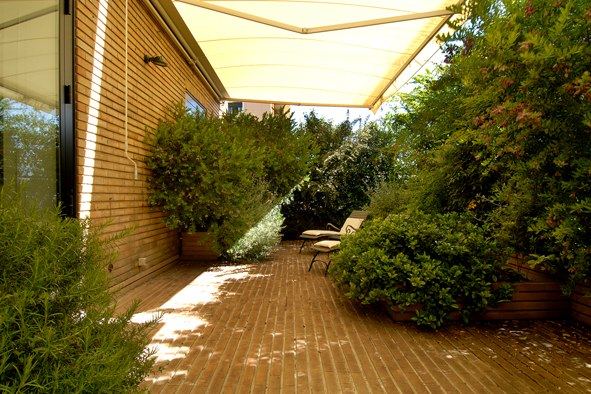 Terrazzo a Genova con alloro, buxus e rosmarino in vaso — realizzazione Peirano Vivai