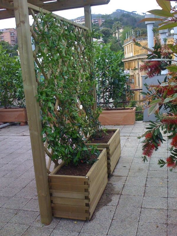 Terrazzo a Genova con abelia, callistemon e ficus in vaso, pergolato — realizzazione Peirano Vivai