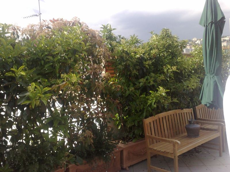 Terrazzo a Genova con ficus in vaso — realizzazione Peirano Vivai
