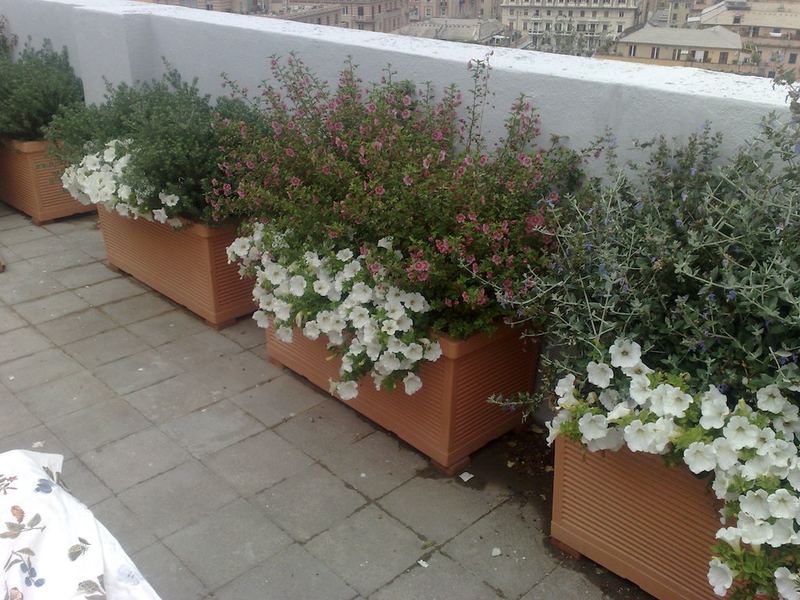 Terrazzo a Genova con abelia, lavanda e mandevilla in vaso — realizzazione Peirano Vivai