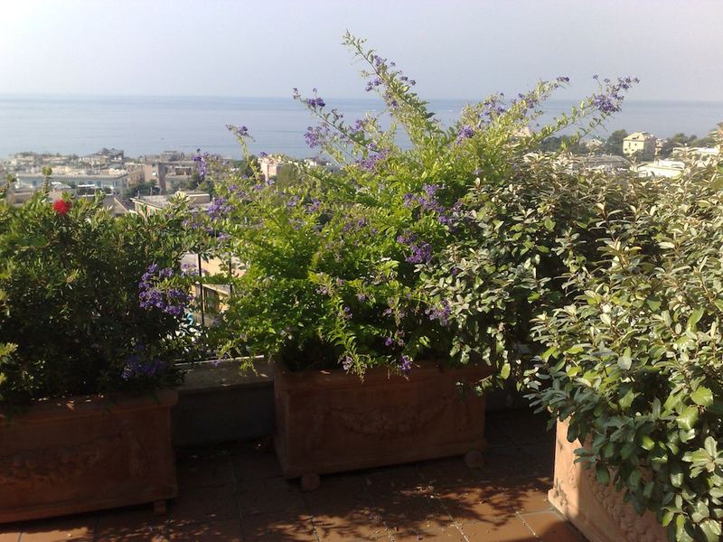 Terrazzo a Genova con clerodendro, elce e melaleuca in vaso, vista mare — realizzazione Peirano Vivai