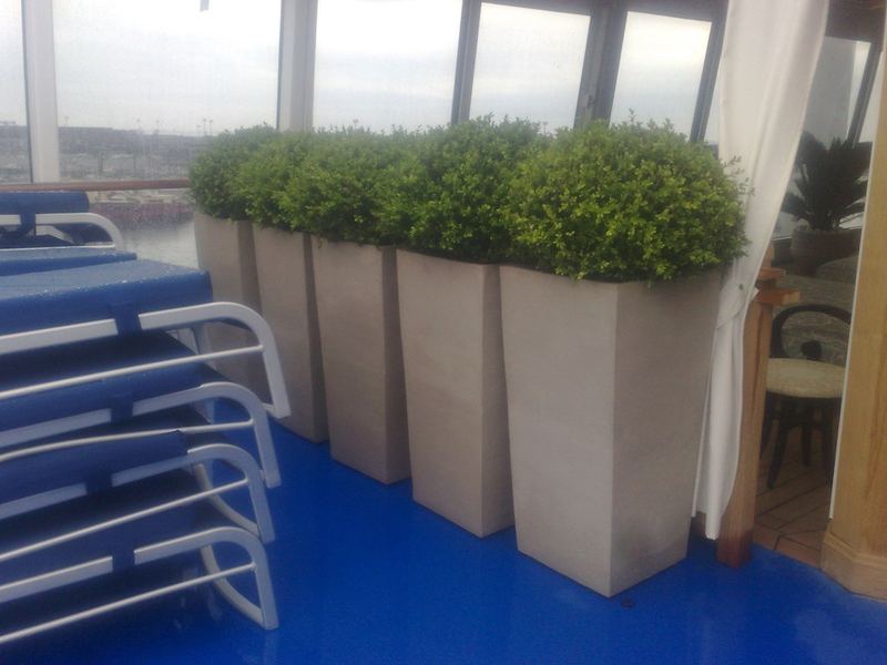 Terrazzo a Genova con buxus e eugenia in vaso — realizzazione Peirano Vivai