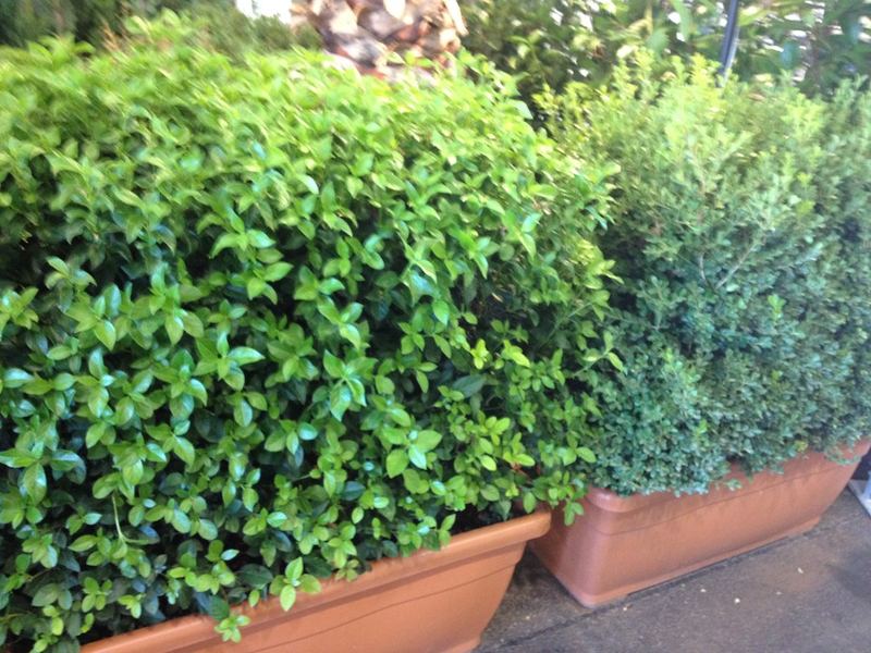 Terrazzo a Genova con alloro e euonymus in vaso — realizzazione Peirano Vivai