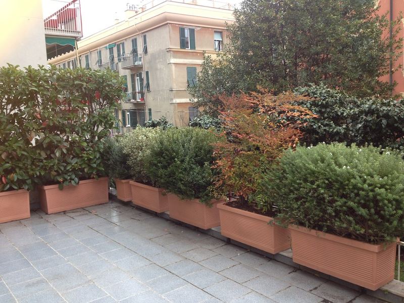 Terrazzo a Genova con faggio nano, leccio e alloro in vaso — realizzazione Peirano Vivai