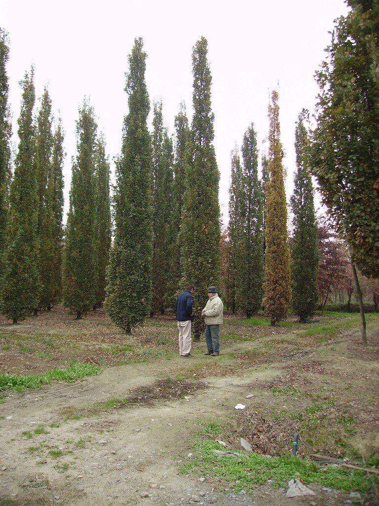 Filari di alberi in coltivazione nel vivaio