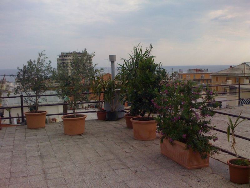 Terrazzo a Genova con olivo, yucca e ligustro in vaso, vista mare — realizzazione Peirano Vivai