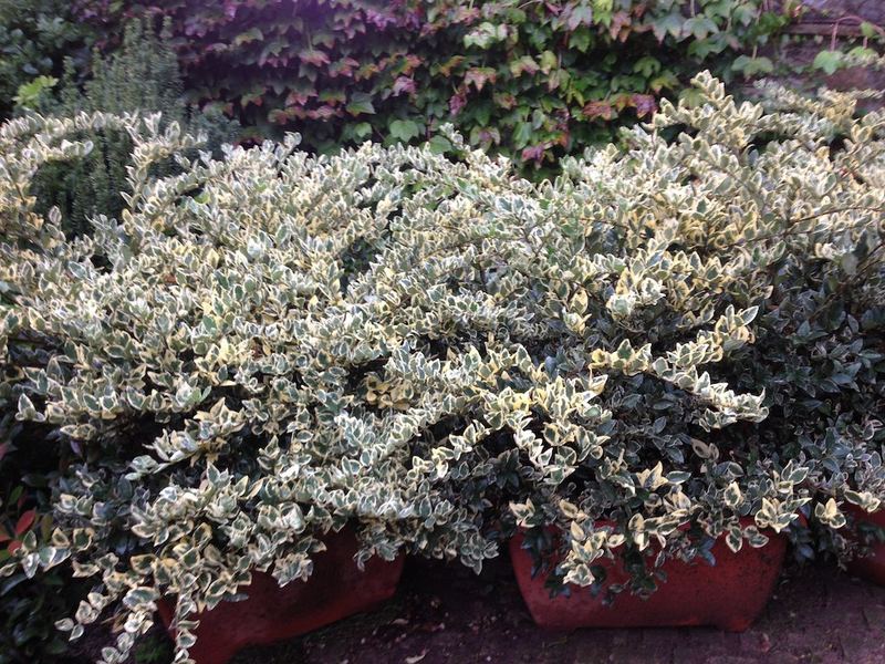 Terrazzo a Genova con euonymus in vaso — realizzazione Peirano Vivai