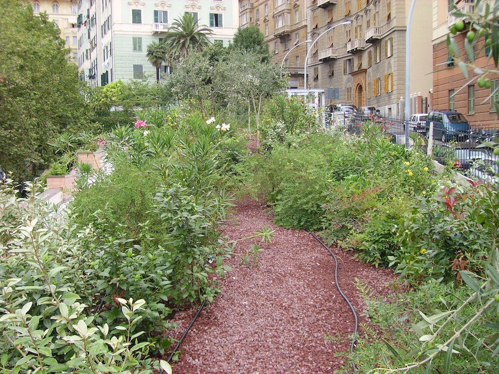 Il giardino pensile realizzato: vegetazione mediterranea rigogliosa tra i palazzi di Genova