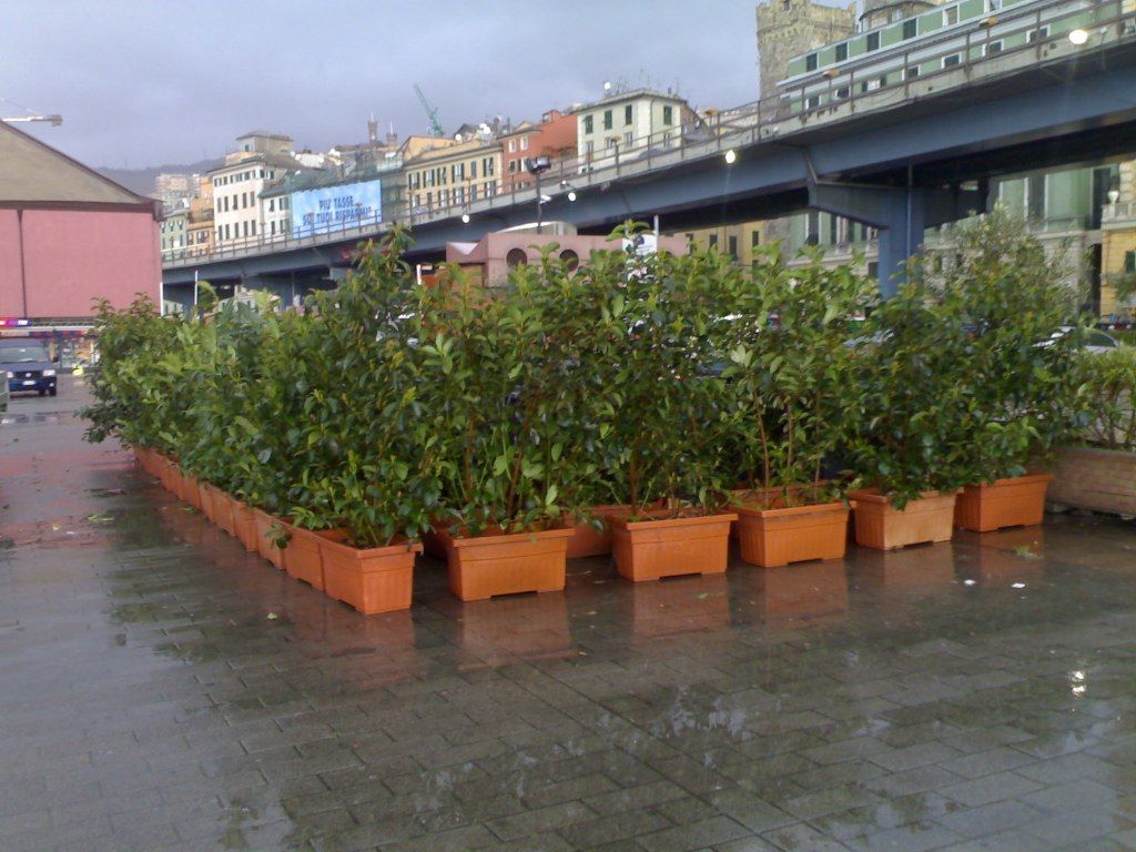 Allestimento verde a noleggio per eventi